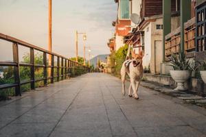 cães caminham ao longo do rio mekong durante o anoitecer em chiang khan, província de loei foto