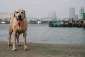 filhote de labrador retriever foto