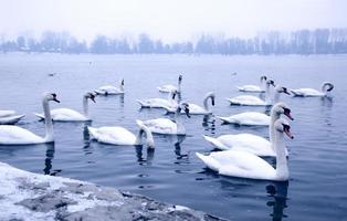 cisnes no rio Danúbio