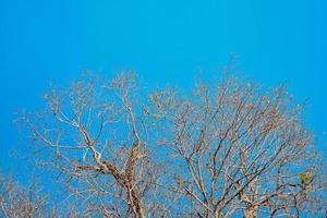 uma árvore e céu azul em um dia gelado foto