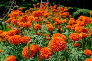 jardim de calêndula, belo jardim de flores ao ar livre, as flores são laranja. foto