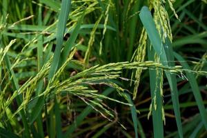 campo de cultivo de plantas de arroz. arroz verde. cultivo de culturas importantes da Tailândia. foto