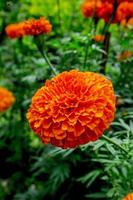 jardim de calêndula, belo jardim de flores ao ar livre, as flores são laranja. foto