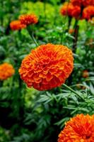 jardim de calêndula, belo jardim de flores ao ar livre, as flores são laranja. foto