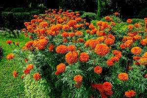 jardim de calêndula, belo jardim de flores ao ar livre, as flores são laranja. foto