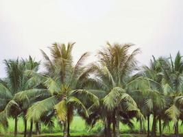 coqueiros alinhados com crianças no fundo do céu foto