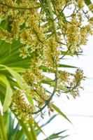 asteriscos estão florescendo em jardins caseiros tailandeses. foto