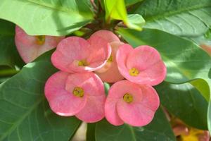 o poisian de cacto rosa está florescendo e há gotas de água nas folhas. foto