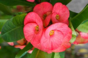 cacto rosa vermelho florescendo em uma panela foto