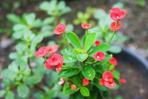 cacto rosa vermelho florescendo em uma panela foto