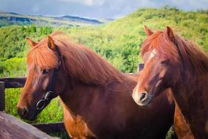 cavalos islandeses na Islândia em um prado perto do lago myvatn foto