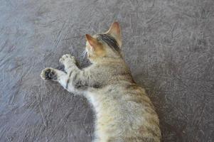 o gato está em uma mesa de madeira foto