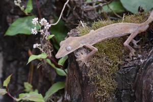 gecko de rabo de folha forrado (uroplatus), marozevo, madagascar foto