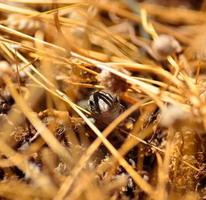 rosto de pequeno lagarto das Canárias entre ervas secas foto