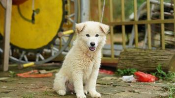 a vista de cachorrinhos fofos no jardim foto