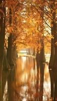 a bela vista da floresta na água no outono foto