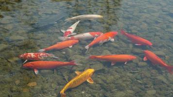 os adoráveis peixes nadando na piscina foto