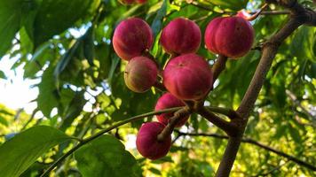 fruta roxa fica linda no jardim foto