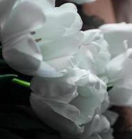 tulipas brancas. lindas tulipas brancas estão em uma colcha branca, tatuagem preta na perna da garota foto