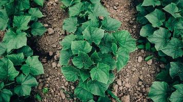 folhas de planta de pepino crescendo no jardim, mudas no jardim do agricultor foto