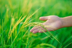 feixes de arroz nas mãos de uma agricultora, bokeh de orvalho cai em um grão de arroz em um campo pela manhã. foco suave. foto