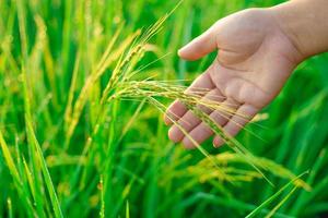 feixes de arroz nas mãos de uma agricultora, bokeh de orvalho cai em um grão de arroz em um campo pela manhã. foco suave. foto