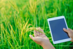 feixes de arroz nas mãos de uma agricultora, uma agricultora agrônoma com um computador tablet digital, bokeh de gotas de orvalho em um grão de arroz em um campo pela manhã. foco suave. foto