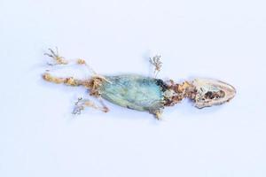 carcaça de lagarto morto em um fundo branco foto