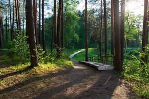 uma estrada turística feita de barras de madeira na floresta. Vista da floresta, estrada e gazebo. foto