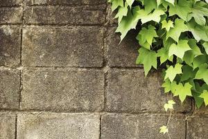 velho muro de pedra com folha verde como pano de fundo. foto