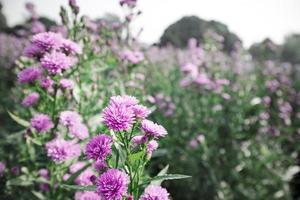 flores frescas de crisântemo no jardim e natureza leve. foto