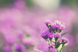 lindas flores de crisântemos com no jardim. foto