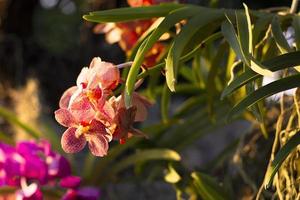 foco seletivo e orquídea rosa de foco suave com natureza leve no jardim. foto