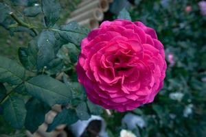 rosas recém-desabrochando no jardim e luz natural ao pôr do sol. foto