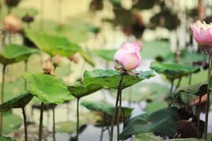 flor de lótus rosa no jardim. foto