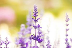 flores de lavanda coloridas no jardim com flor de lavanda de foco seletivo. foto