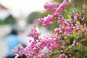 linda flor de trepadeira rosa com desfoque de fundo bokeh. foto