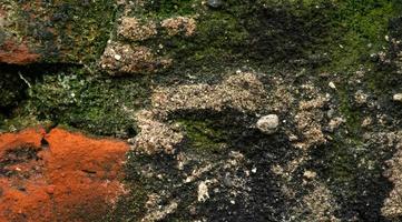 parede de tijolos lascados e musgosos, fundo de textura de pedra, coral foto