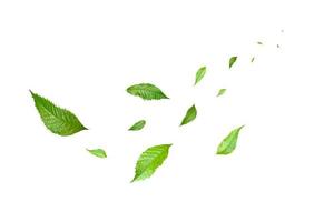 folhas flutuantes verdes folhas voadoras folhas verdes dançando, atmosfera purificadora de ar imagem principal simples foto