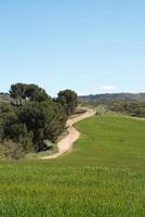 tiro vertical de uma paisagem com campo de cultivo, árvores e uma estrada de terra. dia ensolarado. parque los cerros, alcala de henares, madri foto