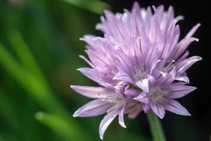 flor de cebolinha allium schoenoprasum foto