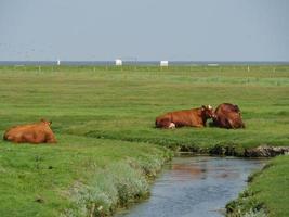 hallig hooge no mar do norte alemão foto