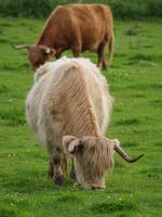 vacas em um prado alemão foto