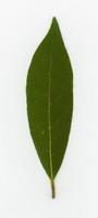 louro sc. nome folha de árvore laurus nobilis foto