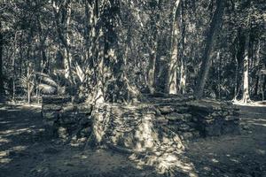 raízes de árvores crescem através de pedras templo maia ruínas muyil méxico. foto