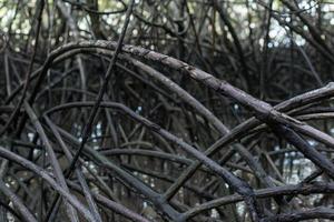 A floresta de mangue tem uma árvore de mangue que é uma árvore de tamanho médio-grande e pode crescer em turfa de solo macio e profundo e água salgada. assim, encontra-se na costa do rio. foto