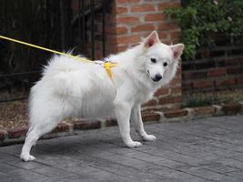 suporte de cachorro branco foto