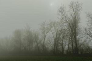 nevoeiro com árvores e sol foto
