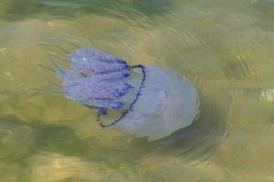 close-up de água-viva na água foto