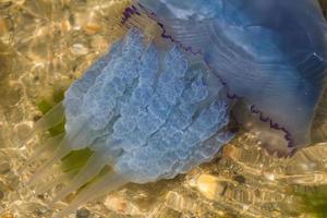 close-up de água-viva na água foto